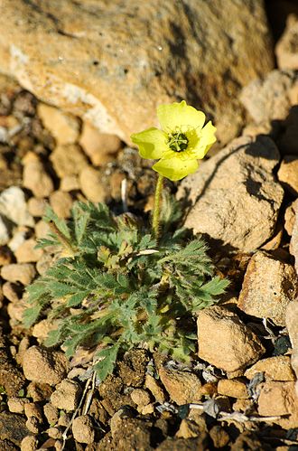 Papaver radicatum